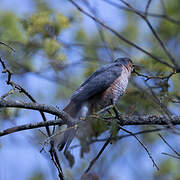 Eurasian Sparrowhawk