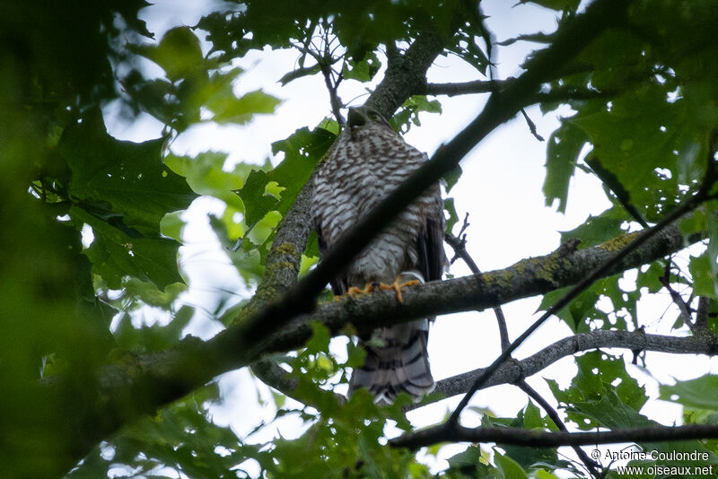 Eurasian Sparrowhawkjuvenile