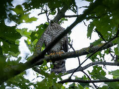 Eurasian Sparrowhawk