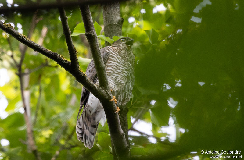 Eurasian Sparrowhawkjuvenile