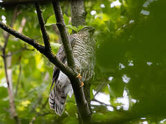 Eurasian Sparrowhawk