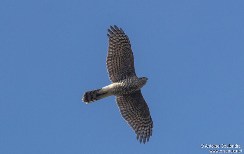 Eurasian Sparrowhawk female adult, Flight, fishing/hunting