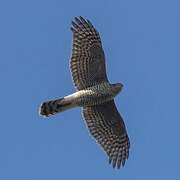 Eurasian Sparrowhawk