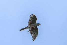 Eurasian Sparrowhawk