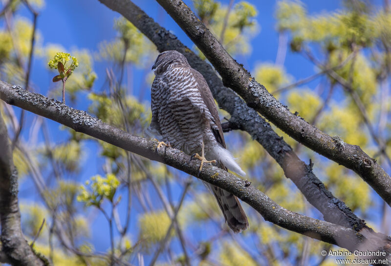 Eurasian Sparrowhawk female adult