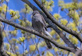 Eurasian Sparrowhawk