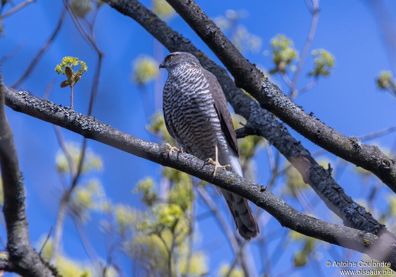 Eurasian Sparrowhawk female adult