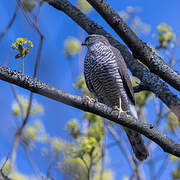 Eurasian Sparrowhawk