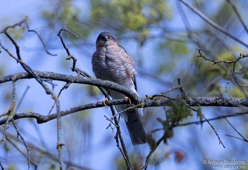 Eurasian Sparrowhawk male adult