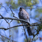 Eurasian Sparrowhawk