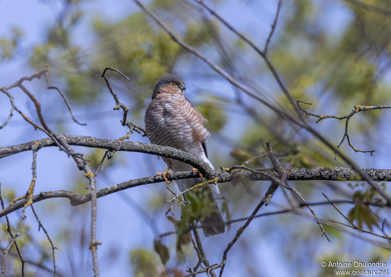 Eurasian Sparrowhawk male adult