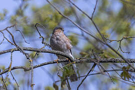 Eurasian Sparrowhawk