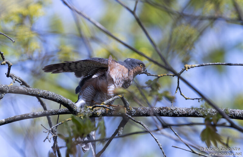 Eurasian Sparrowhawk male adult