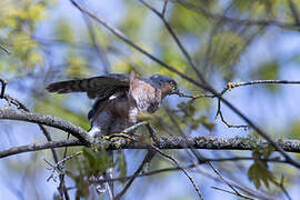 Eurasian Sparrowhawk