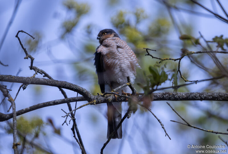 Eurasian Sparrowhawk