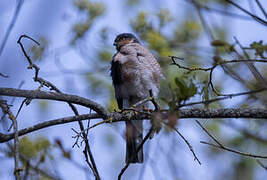 Eurasian Sparrowhawk