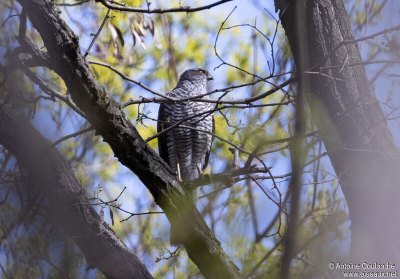 Eurasian Sparrowhawk female adult