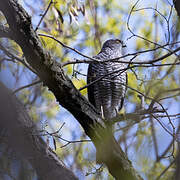 Eurasian Sparrowhawk