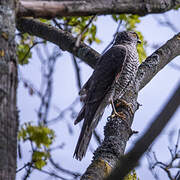 Eurasian Sparrowhawk