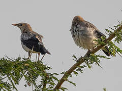 Wattled Starling