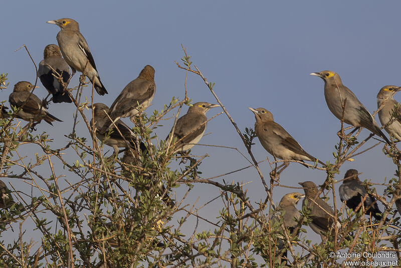 Wattled Starlingadult post breeding