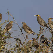 Wattled Starling