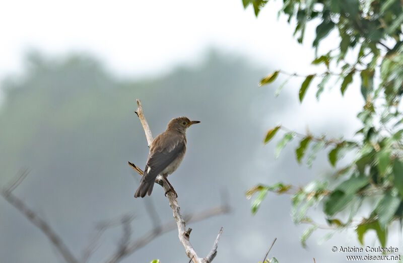 Wattled Starlingadult post breeding