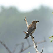 Wattled Starling