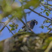 Common Starling