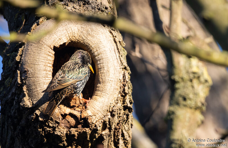 Common Starlingadult breeding, Reproduction-nesting