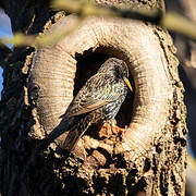 Common Starling