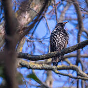 Common Starling