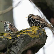 Common Starling