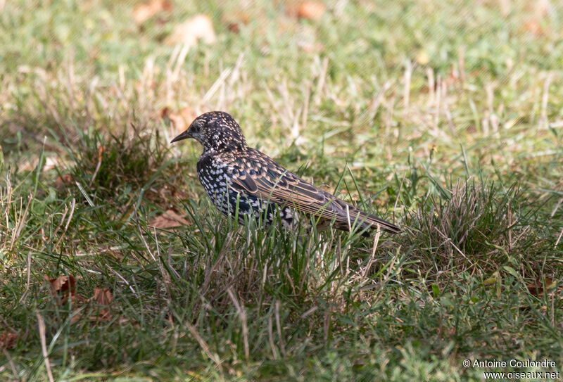 Common Starlingjuvenile