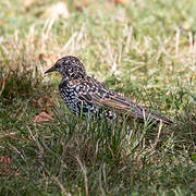 Common Starling