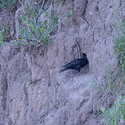 Spotless Starling