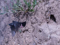 Spotless Starling