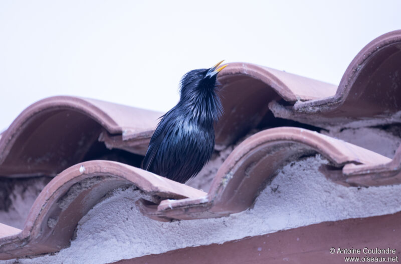 Spotless Starling male adult breeding, courting display, song