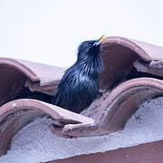 Spotless Starling