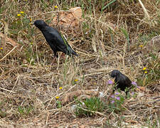 Spotless Starling