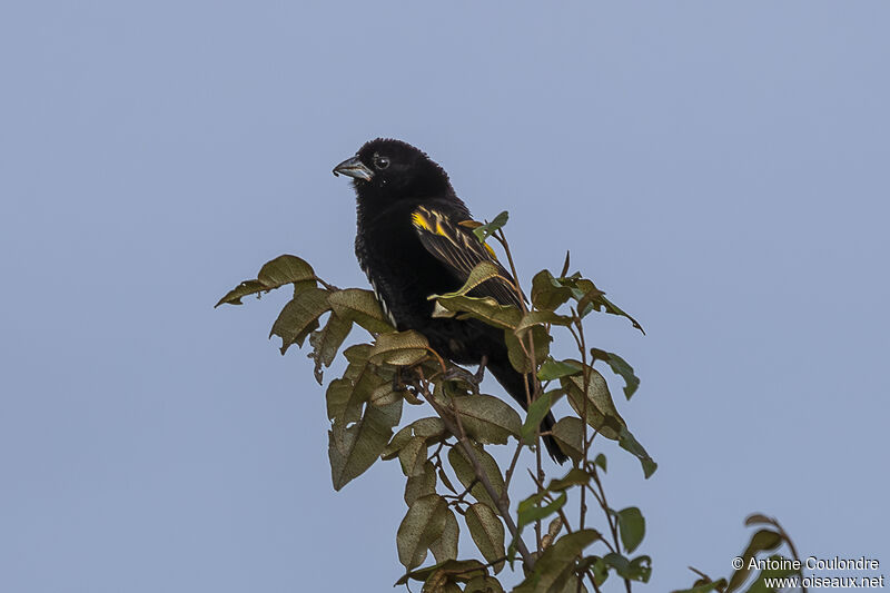 Yellow Bishop male adult breeding