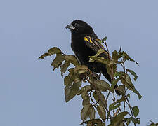 Yellow Bishop