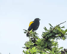 Yellow Bishop