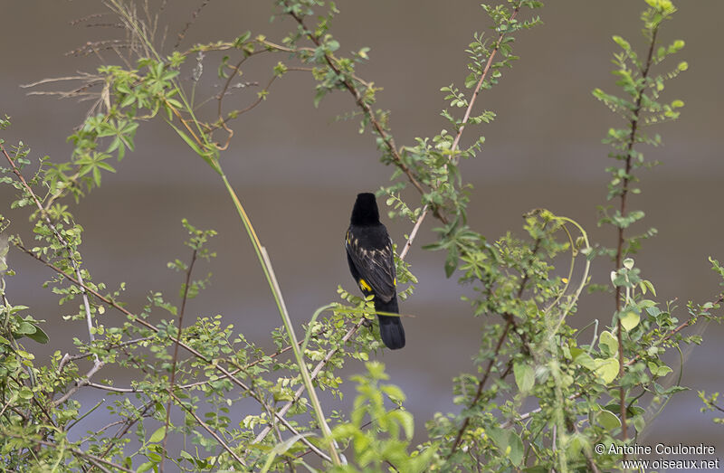 Yellow Bishop male adult breeding