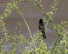 Yellow Bishop