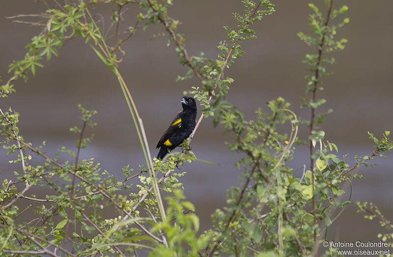 Yellow Bishop male adult breeding