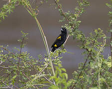 Yellow Bishop