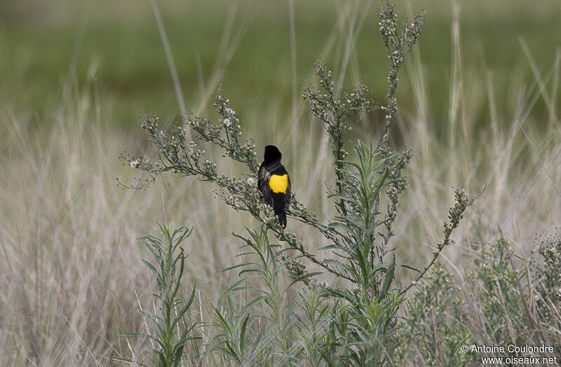 Yellow Bishop male adult breeding