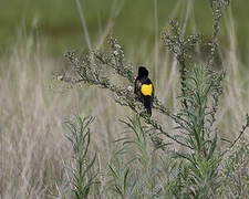 Yellow Bishop