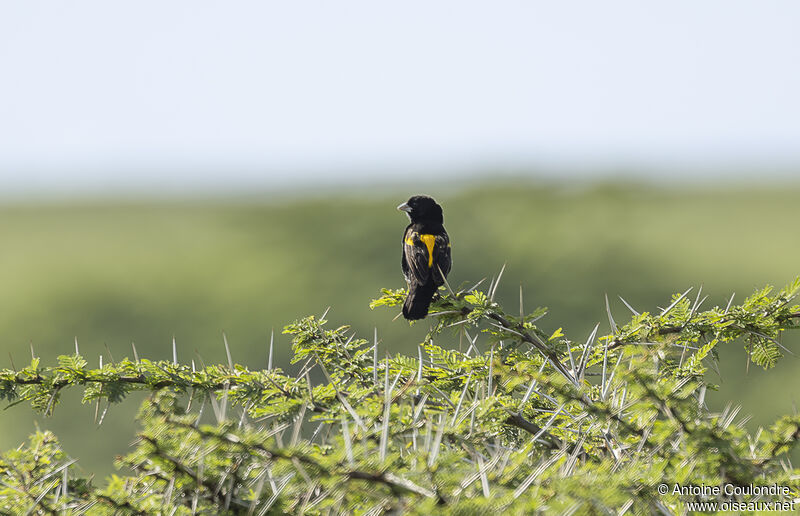 Yellow Bishop male adult breeding